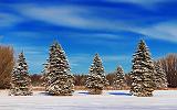 Snowy Pines_20815